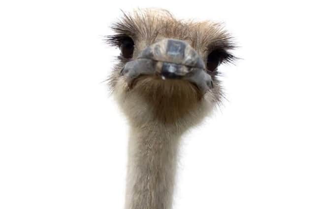 Lincolnshire POlice have reopened the A17 at Swineshead Bridge after detaining the escaped ostriches. (Stock image)