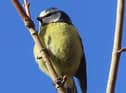David Hodgkinson captured this outstanding close-up of a blue tit, perched high up in a tree.