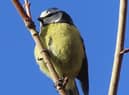 David Hodgkinson captured this outstanding close-up of a blue tit, perched high up in a tree.