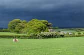 Cattle out on Joe's farm under a stormy sky