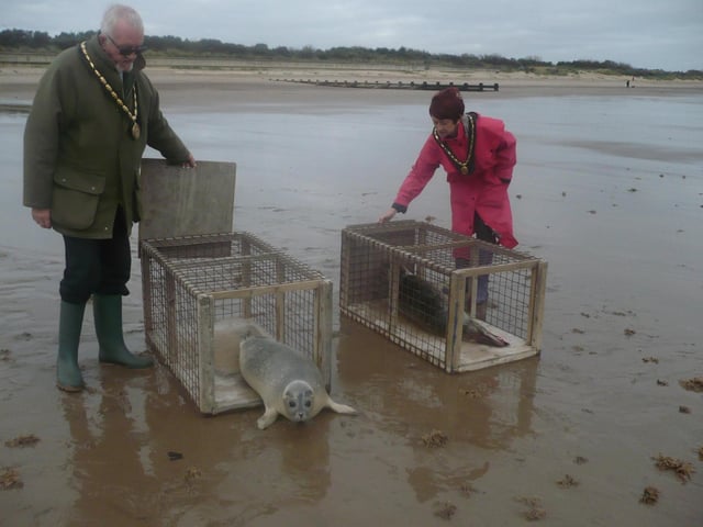 Skegness Natureland releasing its 700th and 701st rescued seals, with the Mayor and Mayoress, Coun George and Julie Saxon, performing the honours.