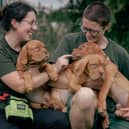 Jerry Green Dog Rescue staff with Dogue de Bordeaux puppies