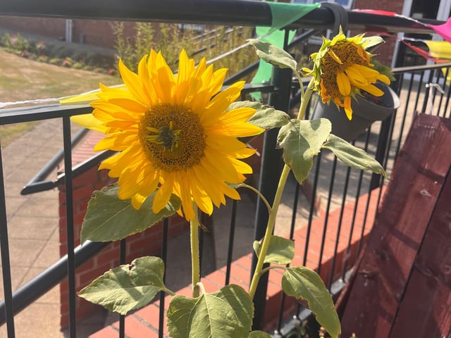 HC-One’s Elmwood House Care Home sunflower
