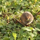 A native water vole.