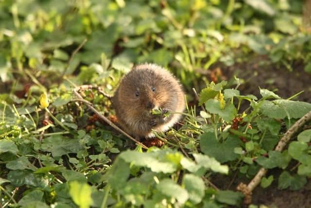 A native water vole.