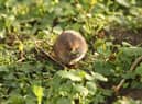 A native water vole.