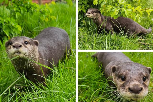 More pictures of Indigo and Bronte in their new home at The Ark, Stickney.