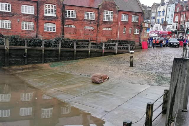 'Thor' the walrus nonchalantly stops by in the harbour for a rest.