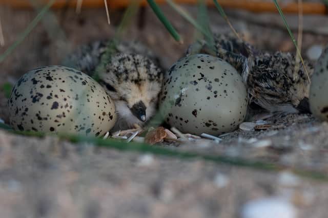 Mike's snap of some ringed plover chicks and eggs at the shorebird sanctuary.