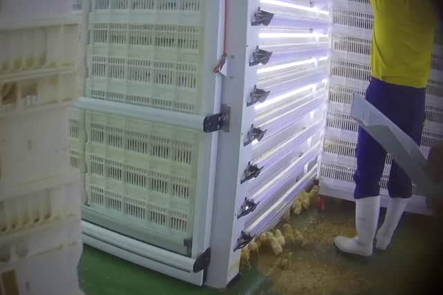 The image shows live chicks on the floor of Annyalla Chicks Ltd in Boston. Image: Animal Justice Project