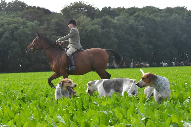 The Blankney Hunt demonstrates trail hunting with hounds.