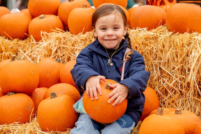 Mayo Michalski in the pumpkin patch. Photo: NKDC/John Aron Photography