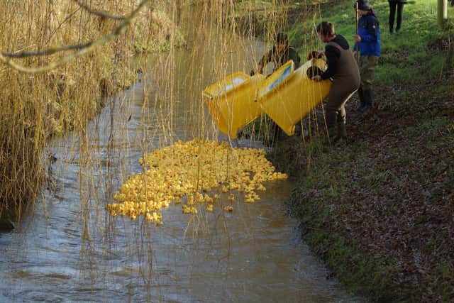 Ducks released
