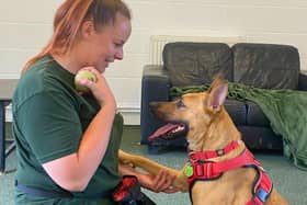 Bethany Stukins, Deputy Centre Manager and Animal Charity Employee of the Year Finalist from Jerry Green Dog Rescue for The Petplan & ADCH Animal Charity Awards 2025