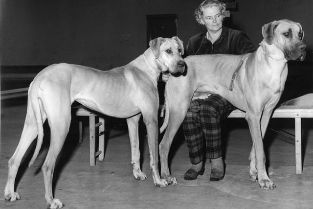 Two Great Danes at the Scottish Kennel Club Championship at Waverley Market in September 1960.