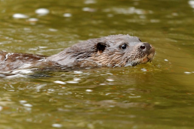 A picture of an otter taken by Amy Lewis of the Lincolnshire Wildlife Trust.