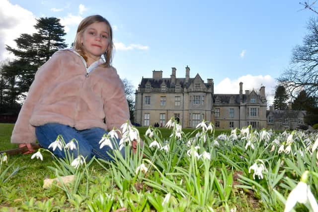 Elathea Adams, aged six, of Heckington with snowdrops in the gardens of Rauceby Hall.