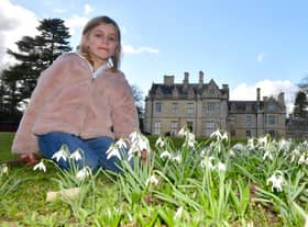 Elathea Adams, aged six, of Heckington with snowdrops in the gardens of Rauceby Hall.