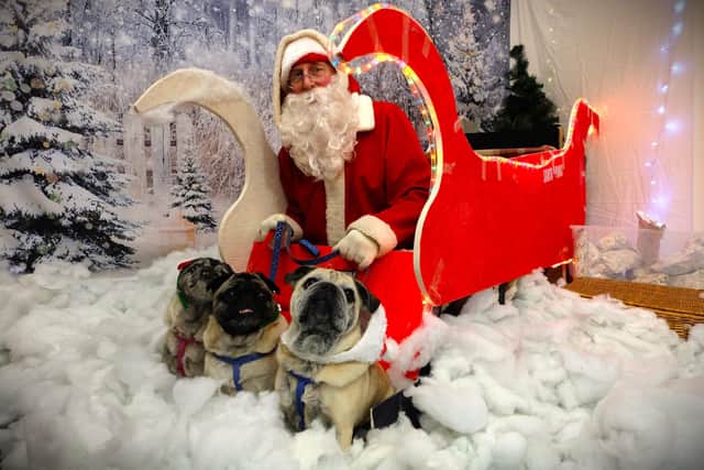 Jerry Green Dog Rescue North Lincolnshire Santa Paws