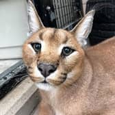 One of the caracals which arrived at The Ark on Saturday.