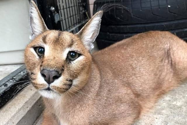One of the caracals which arrived at The Ark on Saturday.