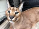 One of the caracals which arrived at The Ark on Saturday.