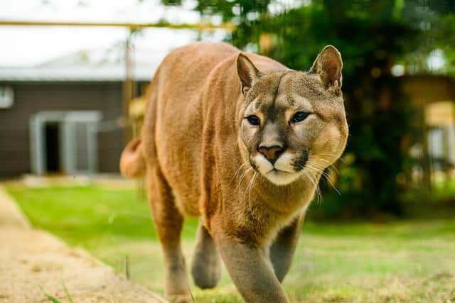 Nigel the Puma in his new enclosure.