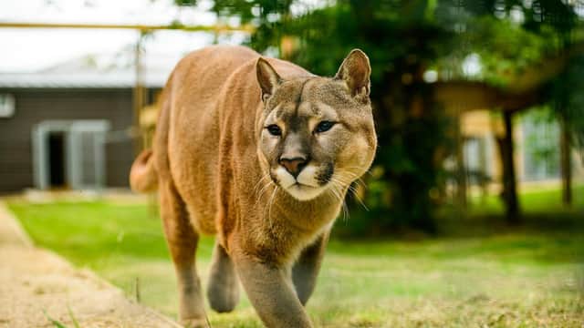 Nigel the Puma in his new enclosure.