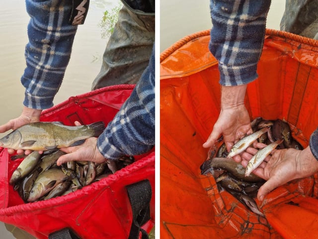 Fish stocks being added to the lakes