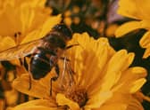 Bee the one to save wildlife!