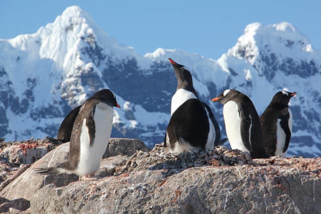 Penguins on Goudier Island. Photo: UKAHT