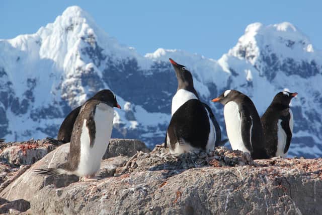 Penguins on Goudier Island. Photo: UKAHT