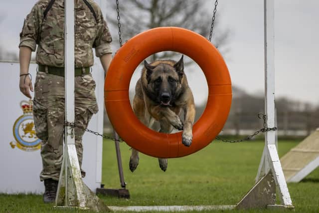 Images of the Dog Section training their working dogs on agility course at RAF Coningsby.