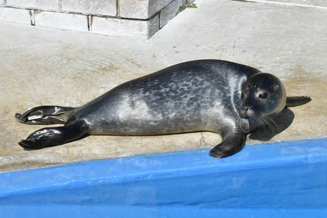 Over the years 1000 seal pups have been rescued.