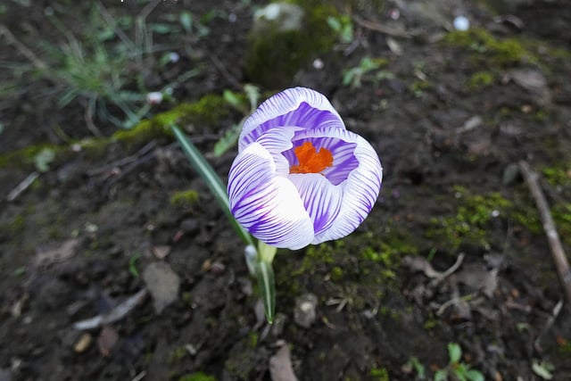 Here’s a splash of colour from Worksop’s Lynda Blackshaw who spotted this crocus at Tickhill Millpond.