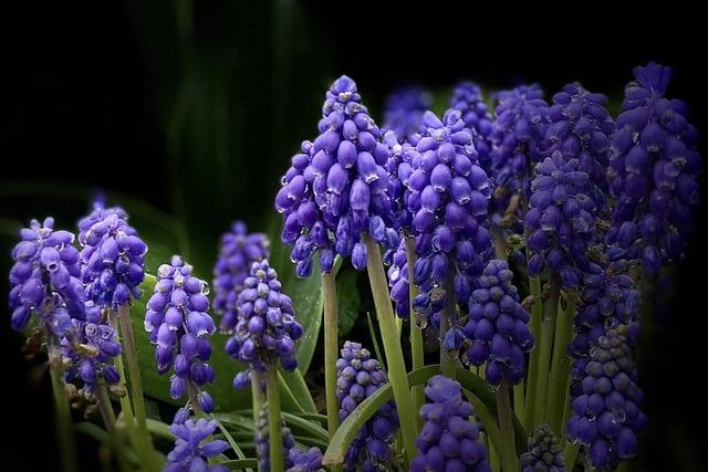​A delightfully colourful photo from David Hodgkinson shows grape hyacinths at Bulwell Hall Park.