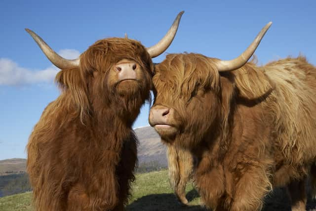 Spot Highland cattle grazing in the area