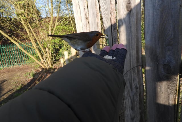 Ivan Dunstan got the chance to feed this robin from his hand. "What a joy", he says.