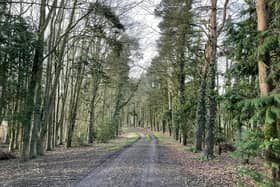 Harrison Woodlands, near Louth, is an ancient forest, spanning 482 acres, that was recorded in the Domesday Book. (PHOTO BY: Masons Sales)