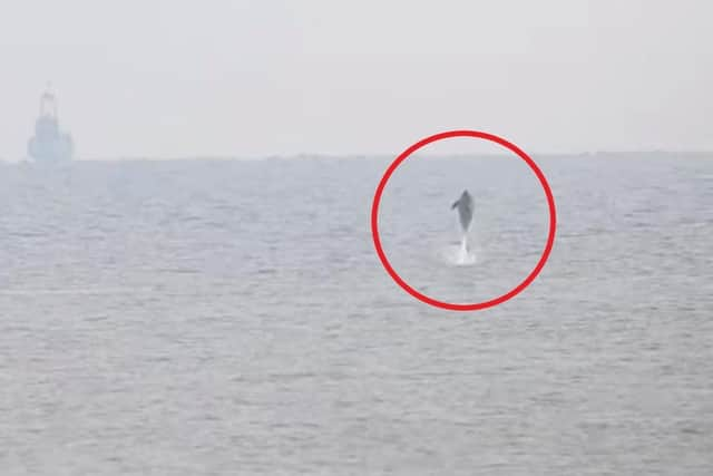 A still from a video of the dolphin leaping out the water off the coast near RSPB Frampton Marsh.