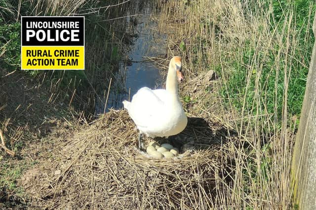 One of the two mating swans suspected to have been maliciously killed - and the seven eggs are also missing.
