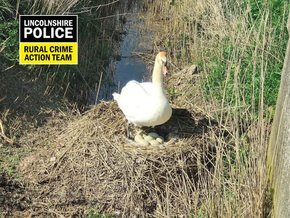 One of the two mating swans suspected to have been maliciously killed - and the seven eggs are also missing.
