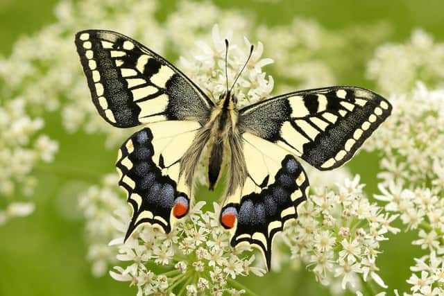 The Swallowtail is one of the threatened species of British butterfly (photo: Iain H Leach)
