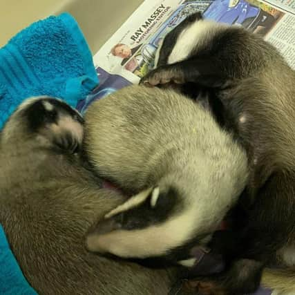 Bobby, Bartholomew and Bertha snuggled up together.