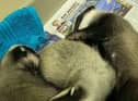 Bobby, Bartholomew and Bertha snuggled up together.