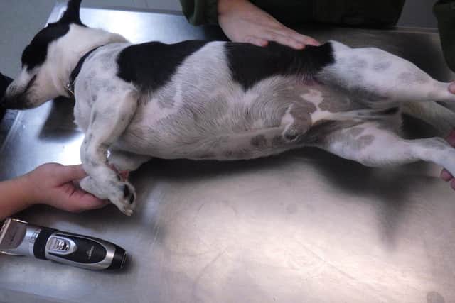 Jack Russell Terrier Oreo