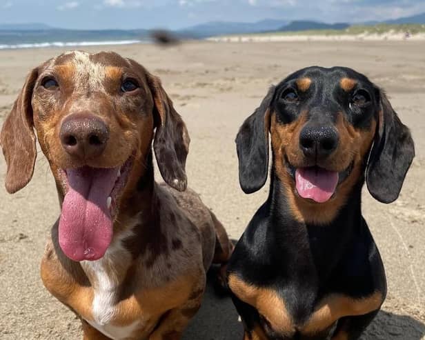 The winner will get to take £4,000 worth of holidays and win a doggy bag full of treats (photo: Canine Cottages)