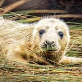 Officials have reported a decline in the number of grey seal pups, like this one, born at the Donna Nook nature reserve. (PHOTO BY: Getty Images)