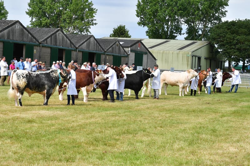 Cattle judging at Lincolnshire Show.