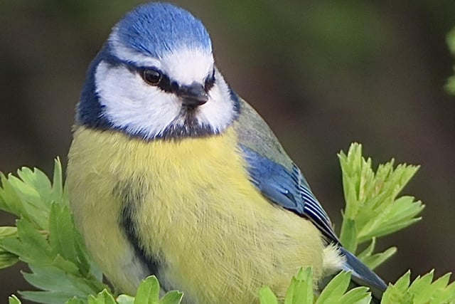 The close-up detail is fabulous in this photo of a blue tit in a hedge, taken and sent in by David Hodgkinson.
